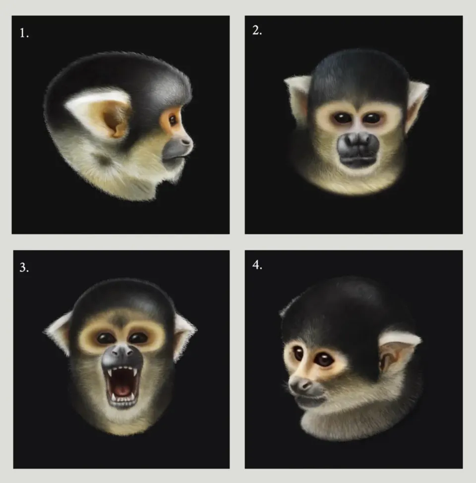 Four portraits of saimiri boliviensis by tawatha t. elguero. 