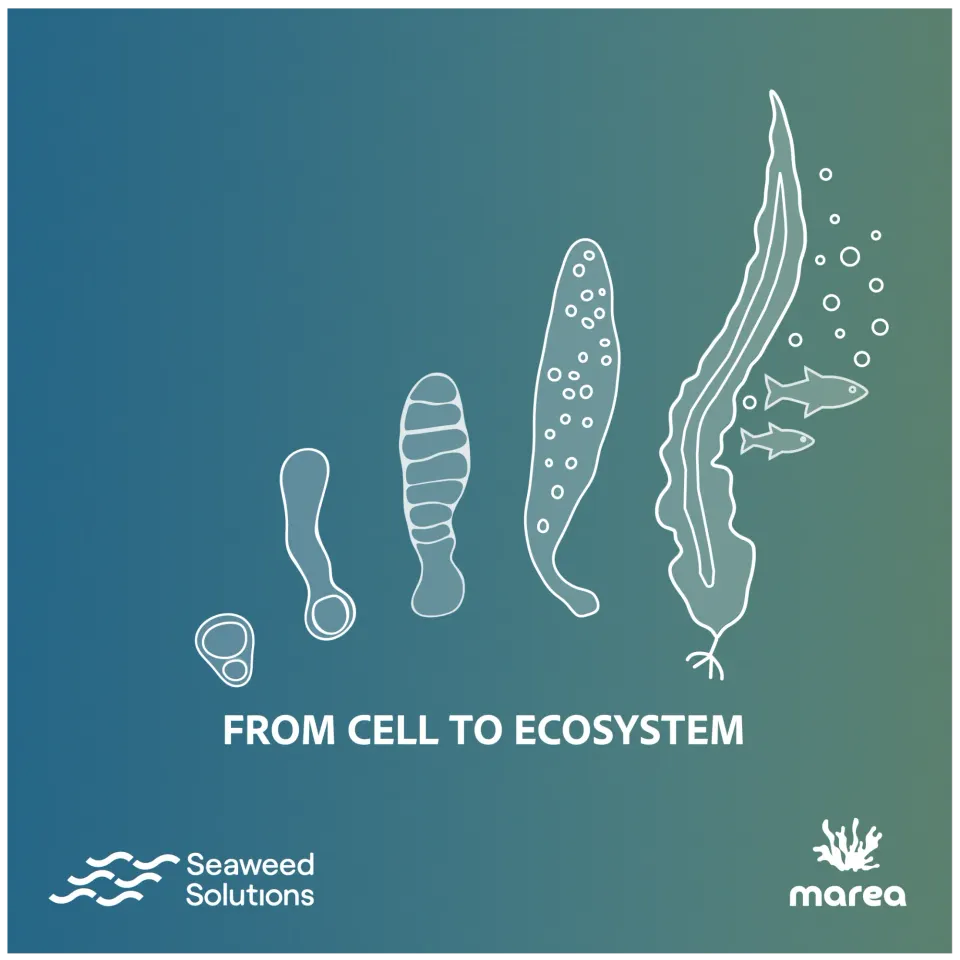 Marea Oslo — Ecosystem Restoration