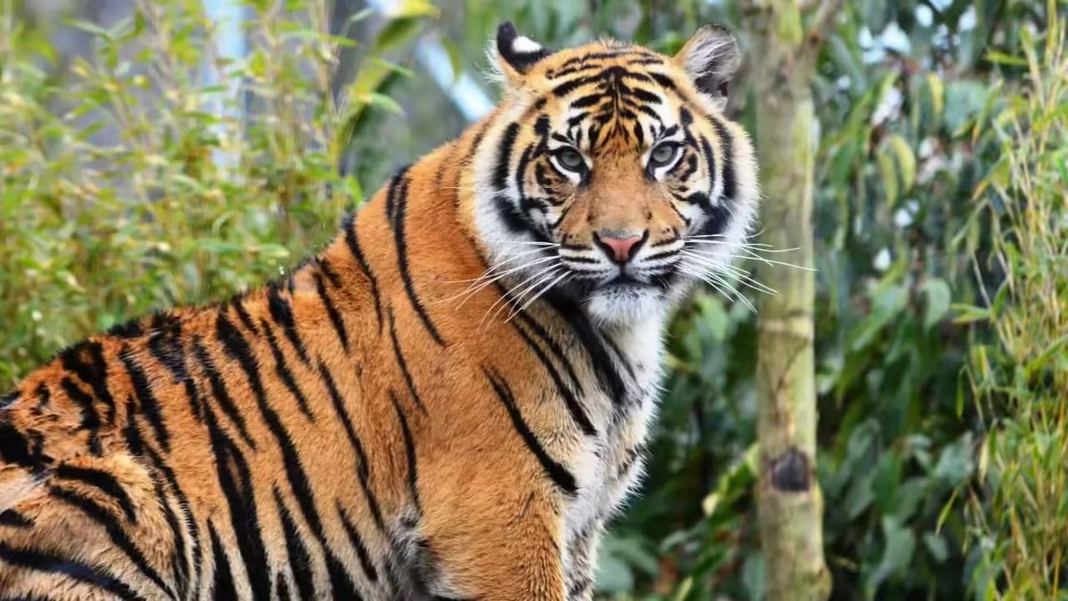A Royal Bengal Tiger's Struggle: Blinded by Conflict and Ignorance"