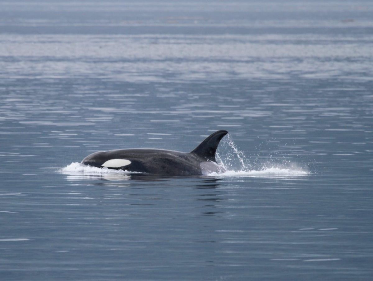 Last Chance for the Orcas: Can Science Save the Southern Resident Killer Whale?