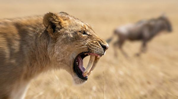 네 번째 벽돌공: 대성당은 공짜가 아니다