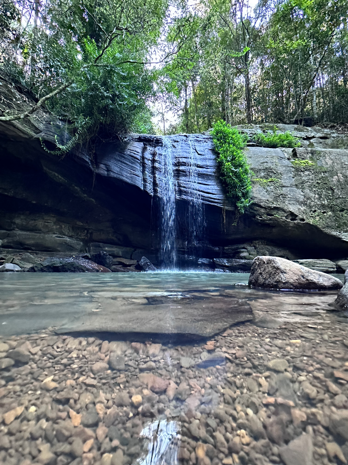 Buderim Forest Park