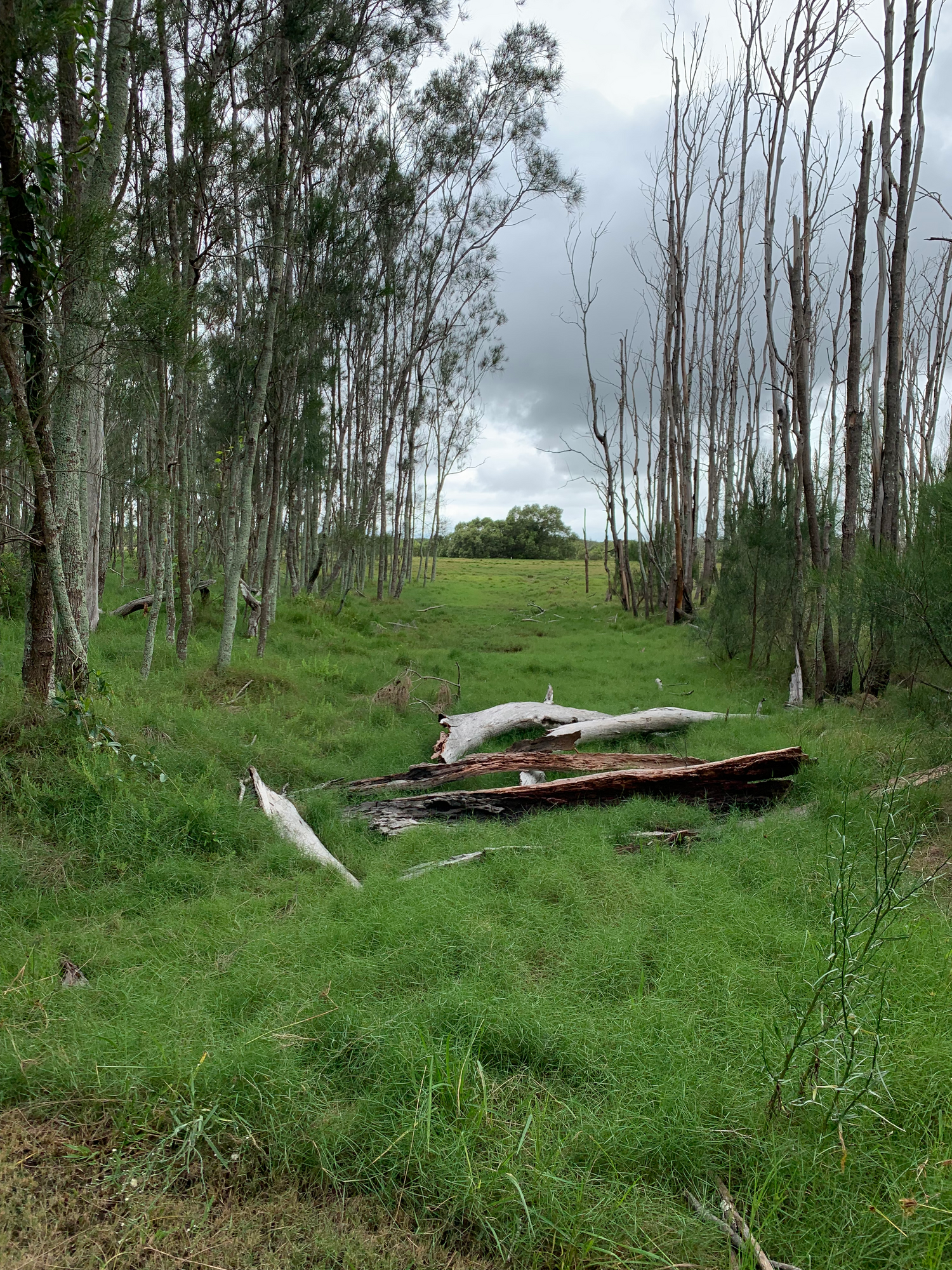 Boondall Wetlands Reserve