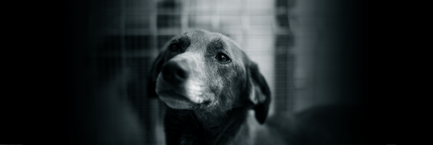 Kuva rescuekoirasta. 