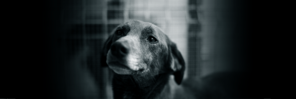 Kuva rescuekoirasta. 