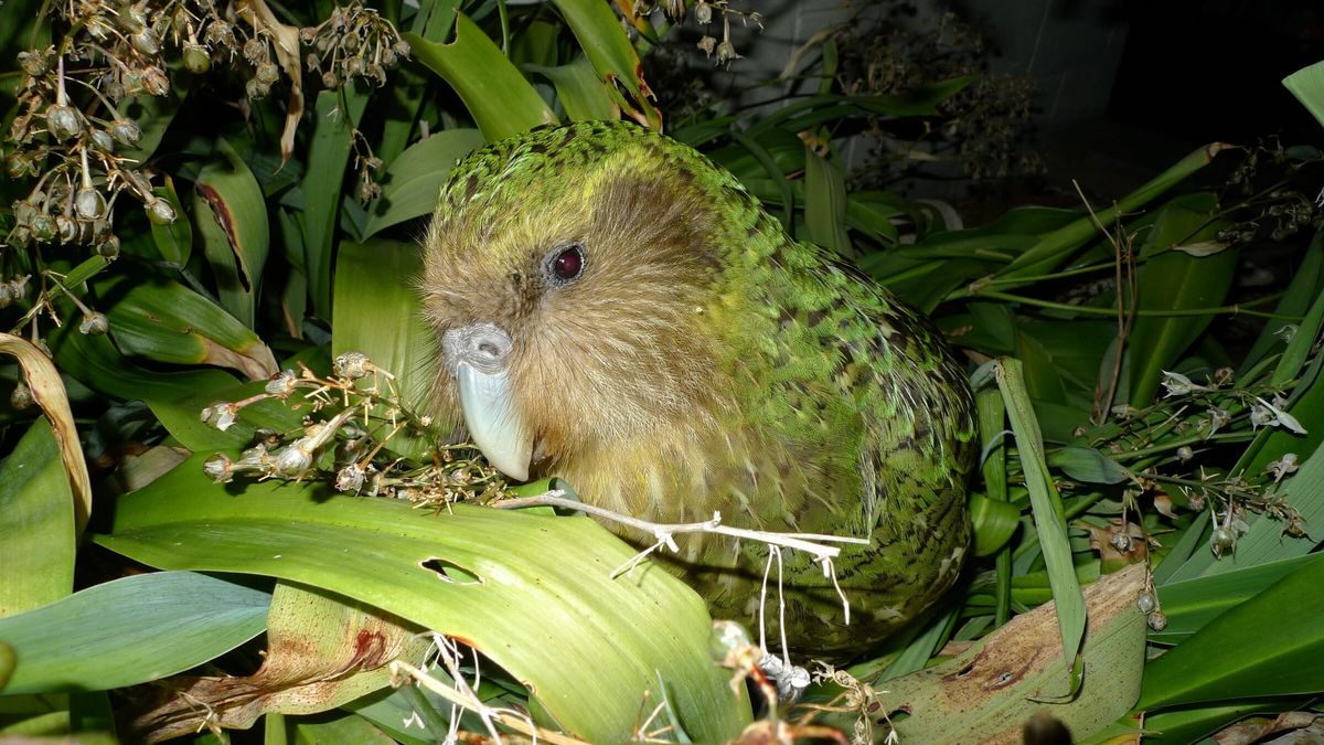 Sirocco, a green kākāpō, rests among broad leaves and flowers on Maud Island. Archival photograph from 2012.