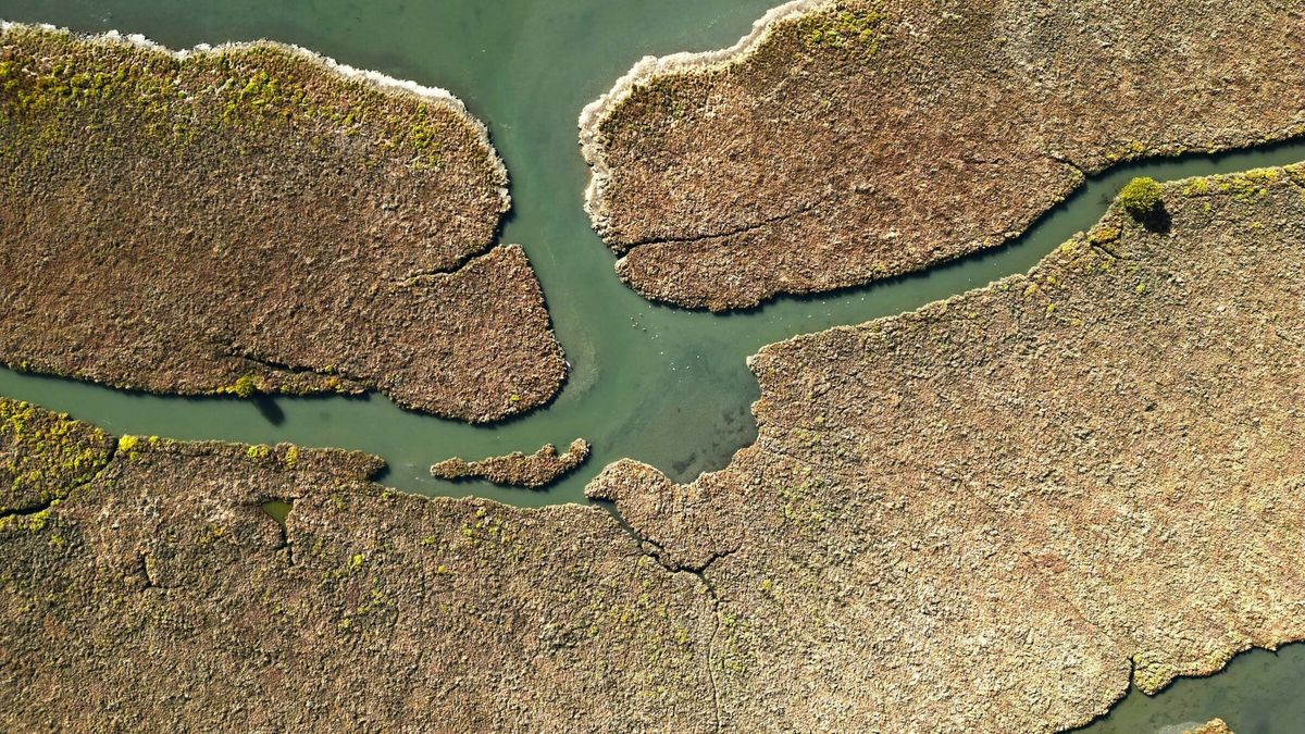 Aerial view of narrow waterways winding through brown-green tidal-marsh vegetation. Representative image.