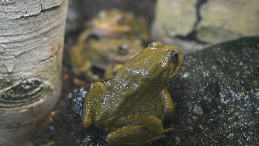 653 Tiny Reasons to Cheer: Endangered Frogs Return to Mountain Streams