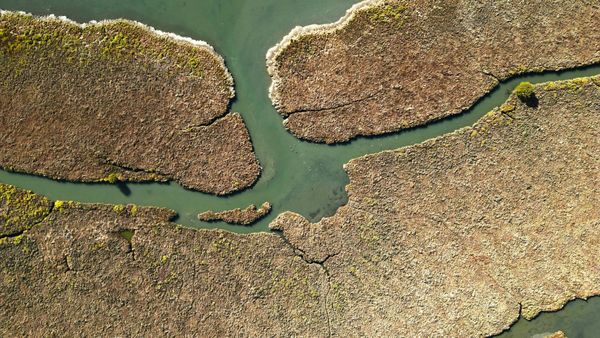 Aerial view of narrow waterways winding through brown-green tidal-marsh vegetation. Representative image.
