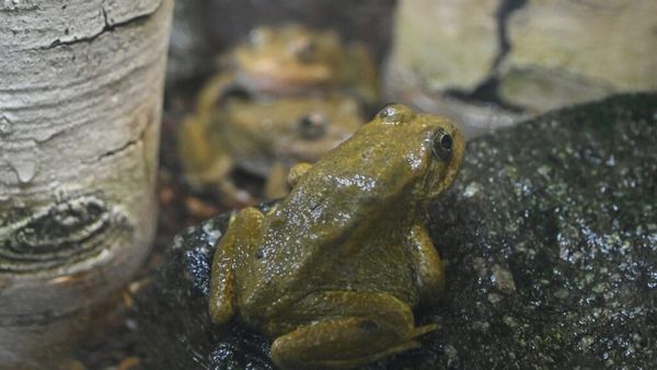 653 Tiny Reasons to Cheer: Endangered Frogs Return to Mountain Streams