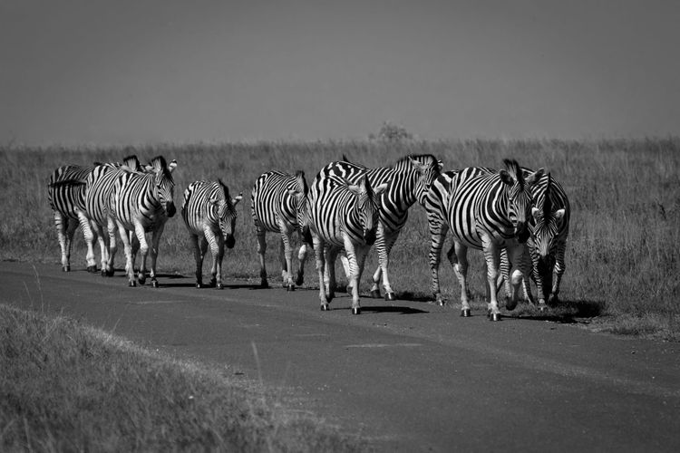 South Africa: Spring & Summer 2025-26