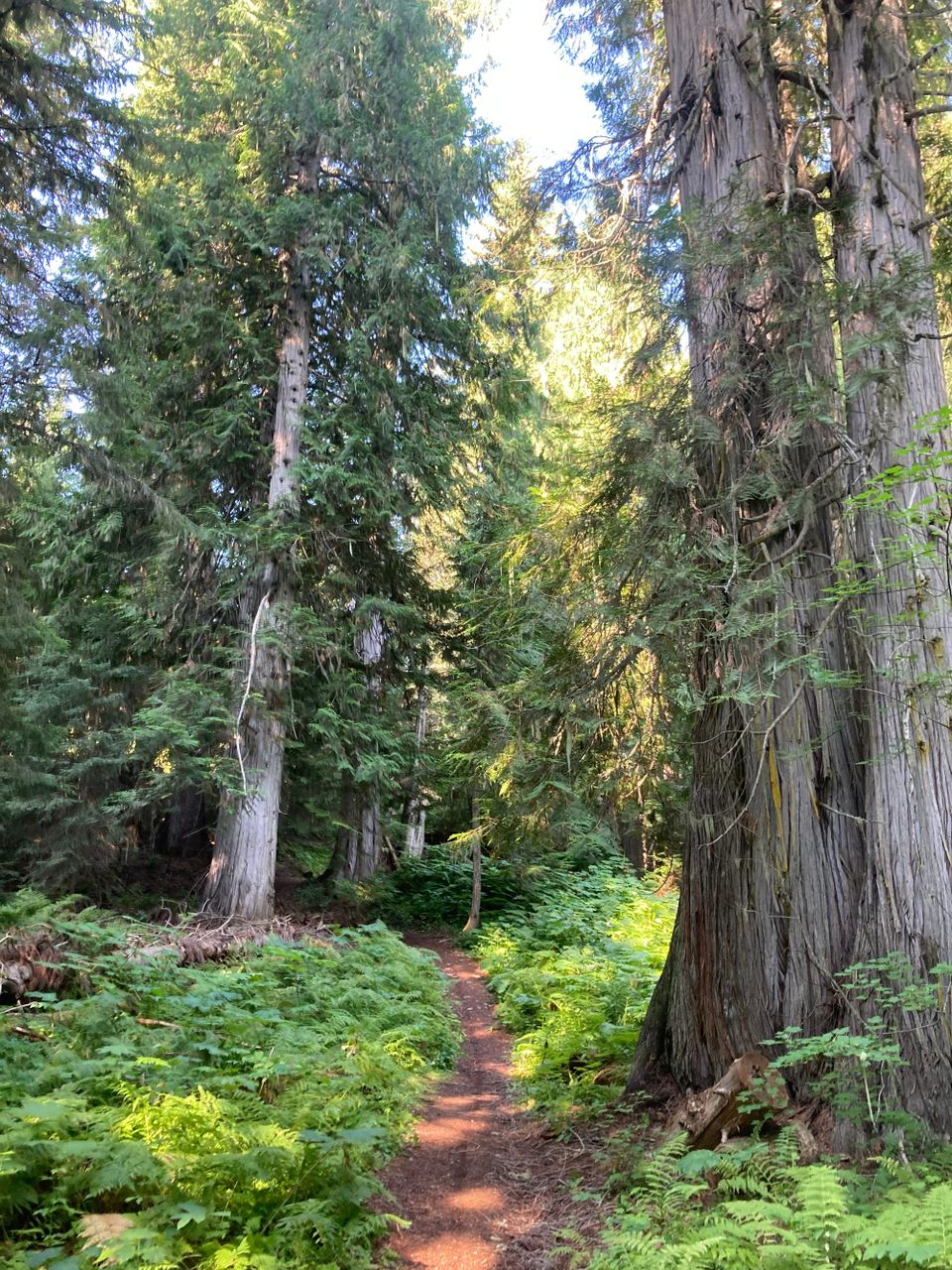 The Mountain Ear, November 2025