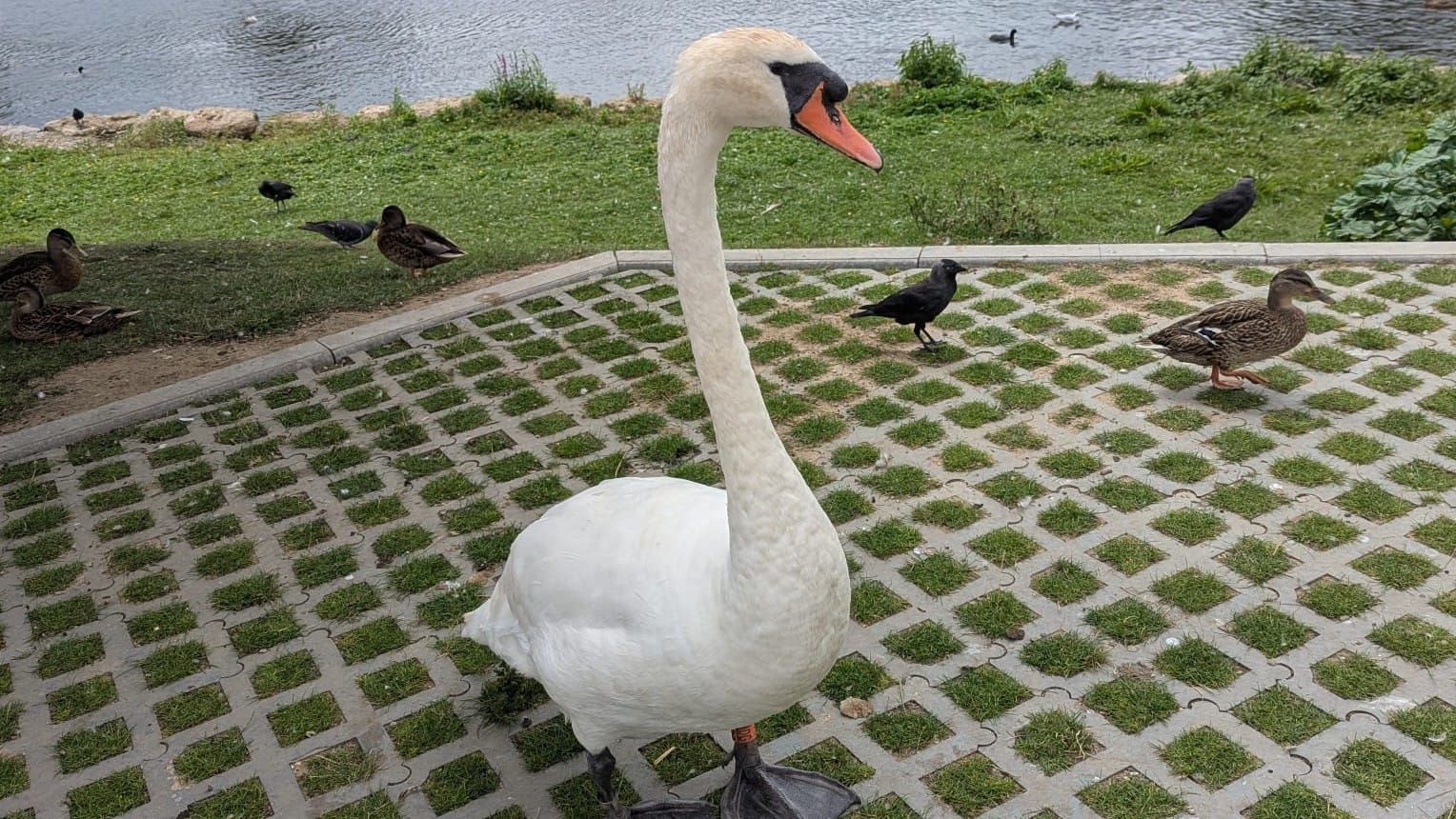A white swan seen at Leeds Castle, stood menacingly in front of some ducks.