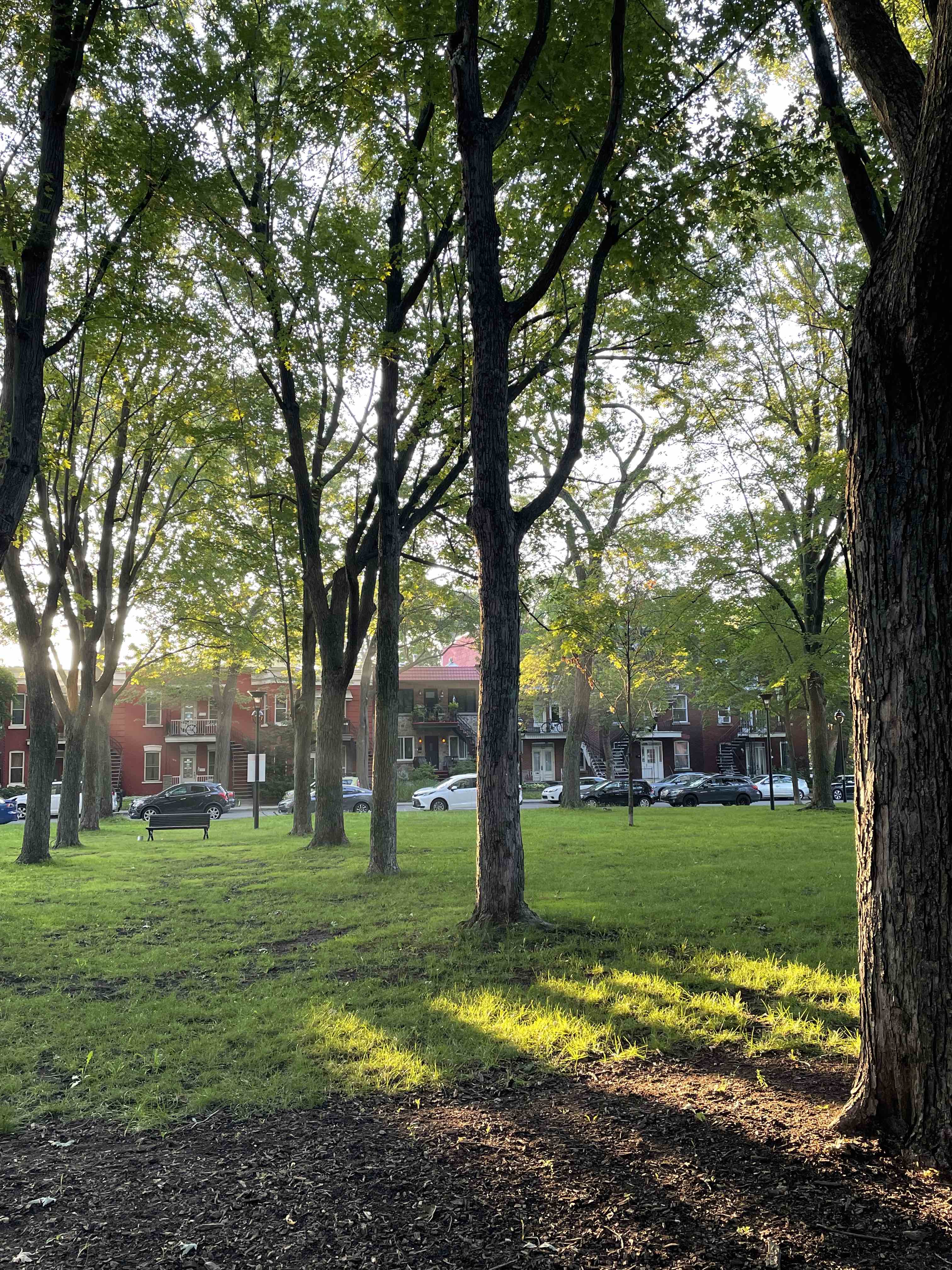 Sunbeams streaming through trees in a city park.
