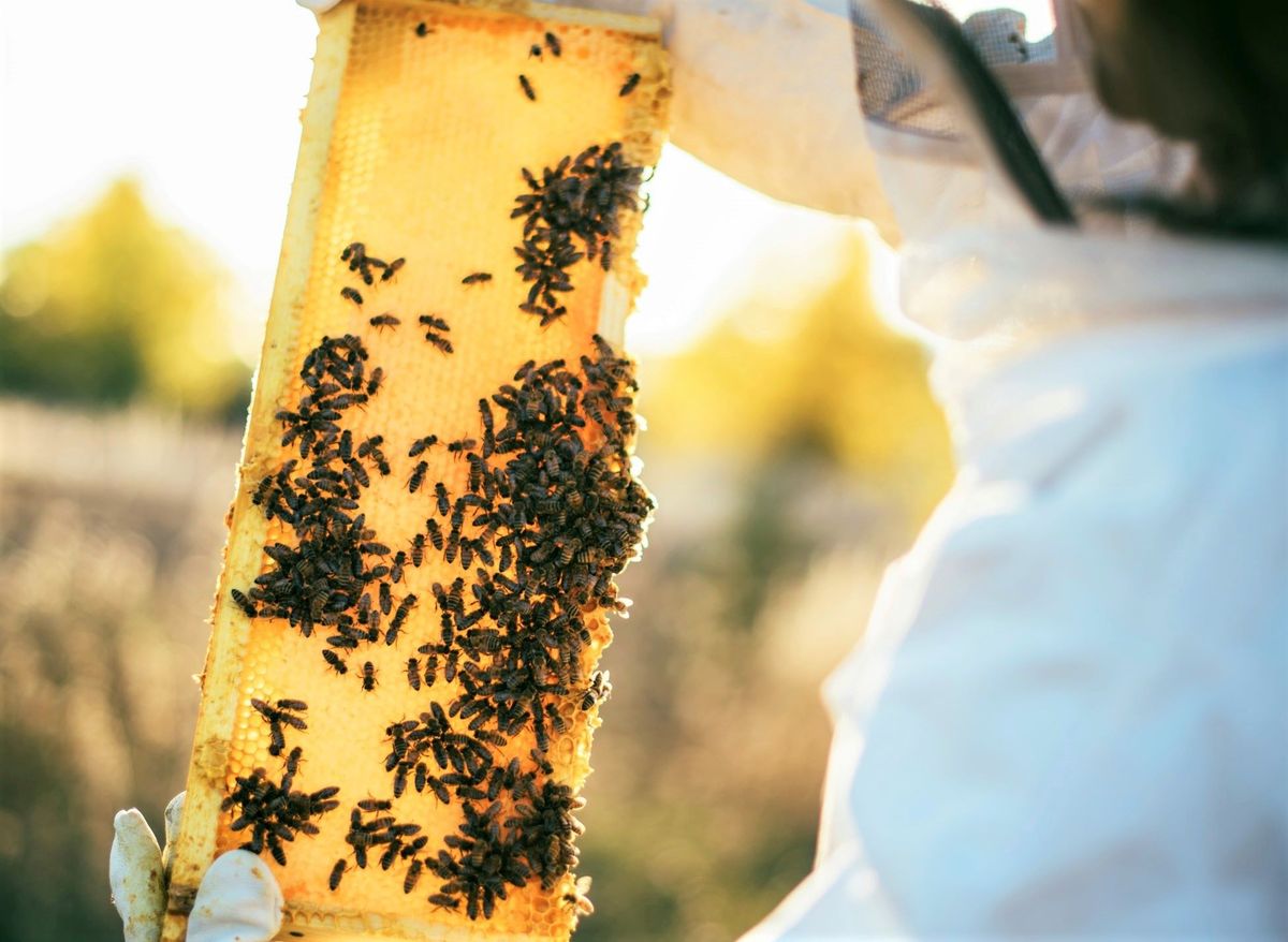 UK’s NCSC starts using honeypots to detect, smash brute force campaigns