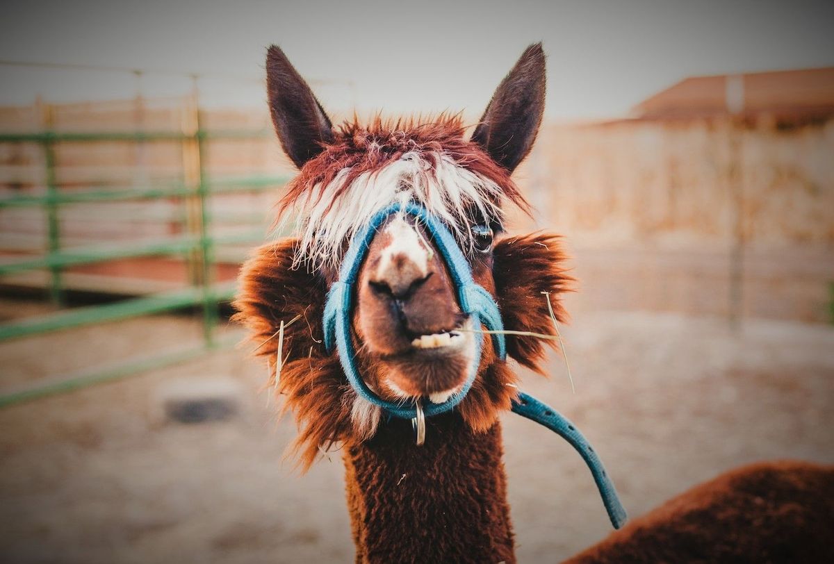 Meta’s Llama 2 AI is free and not just for research -- but it's not open source