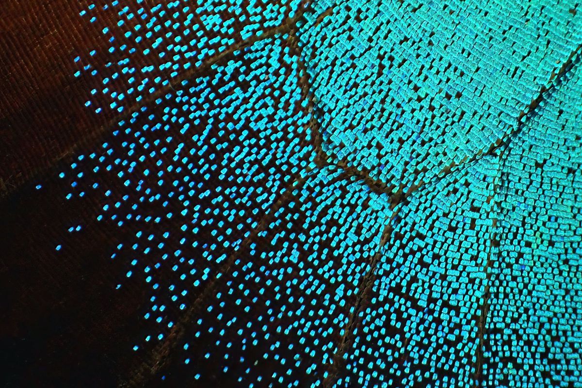 Biden's AI Executive Order to create standards for identifying "AI-generated content and authenticating official content"