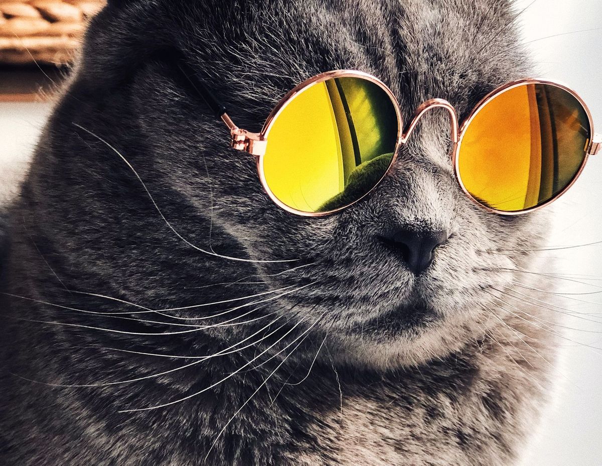 A bootleg API, AI’s RAM needs, cat prompts and GPU shortages: Lessons from scaling ChatGPT