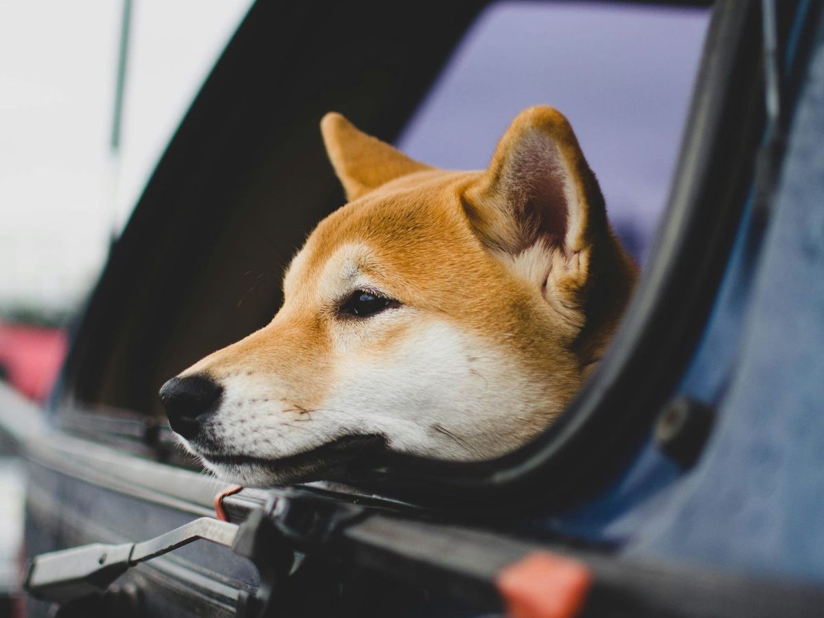 Elon Musk hints at plan to sink DOGE's teeth into legacy tech