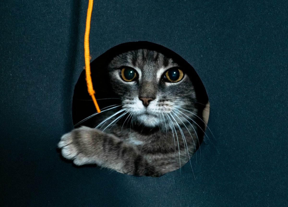 US should put backdoors in AI models, GPUs: Congressional committee