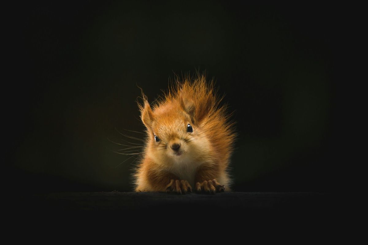 Runtime: The PHP noise and signal. The Stack Summit: A Chatham House rule sanity check