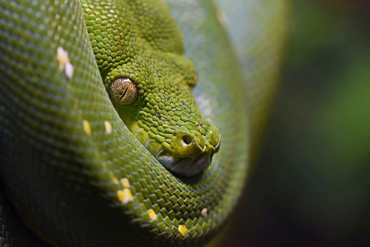 Python at 30 (and a bit): From boredom to the boardroom