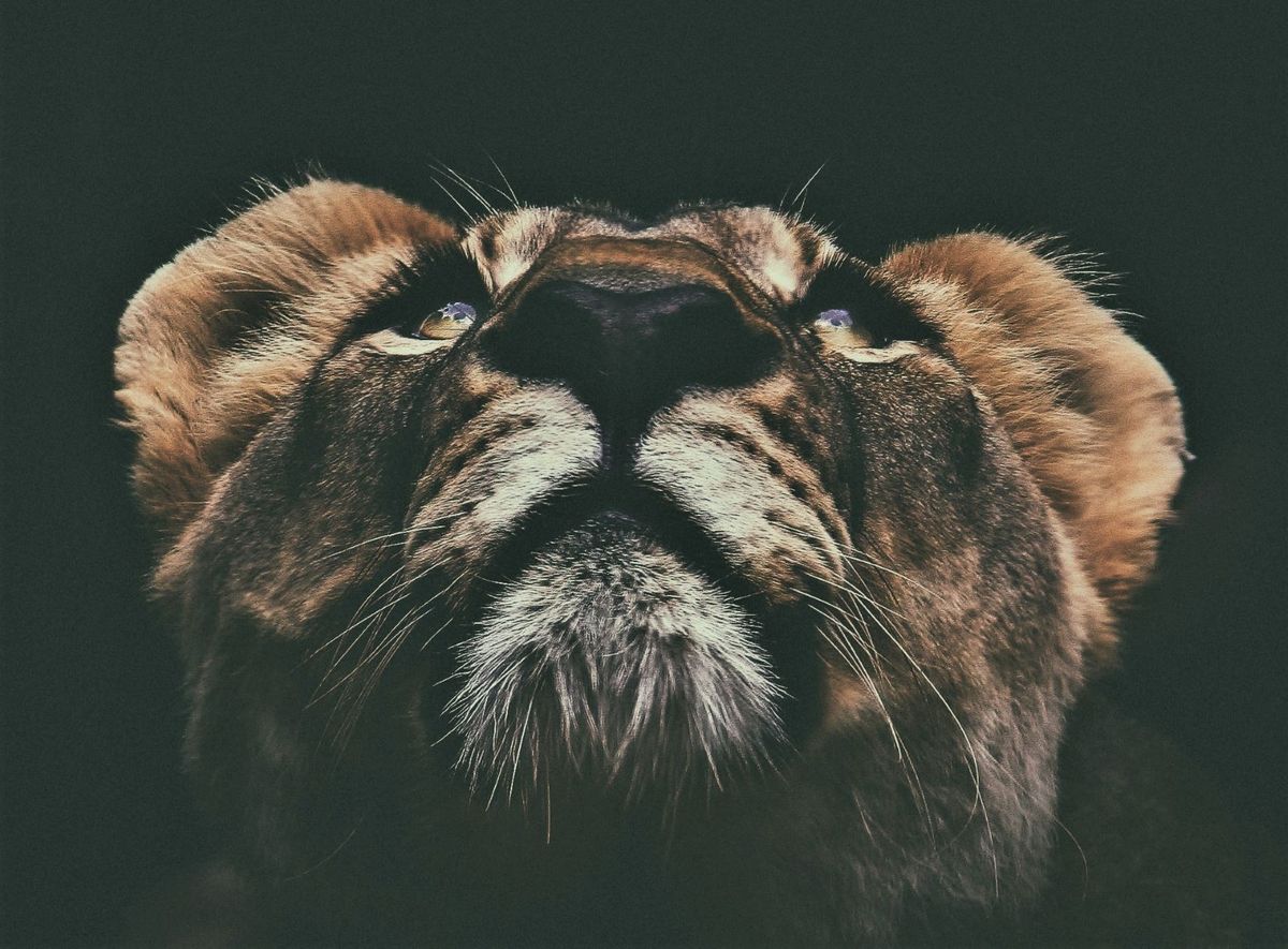 The UK is a "big animal in the digital world" -- but won't be for long without sustained investment: GCHQ