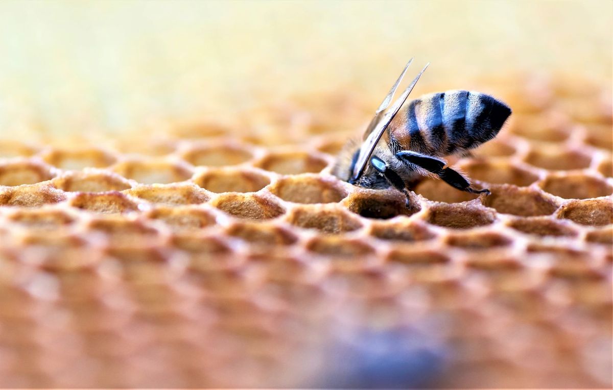 With #HiveNightmare, Windows 10 and 11 give up all user passwords