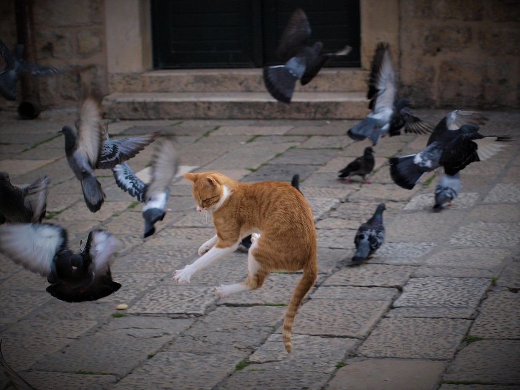 MSFT's new £2.30 Defender for Business license sets the cat among the EDR pigeons