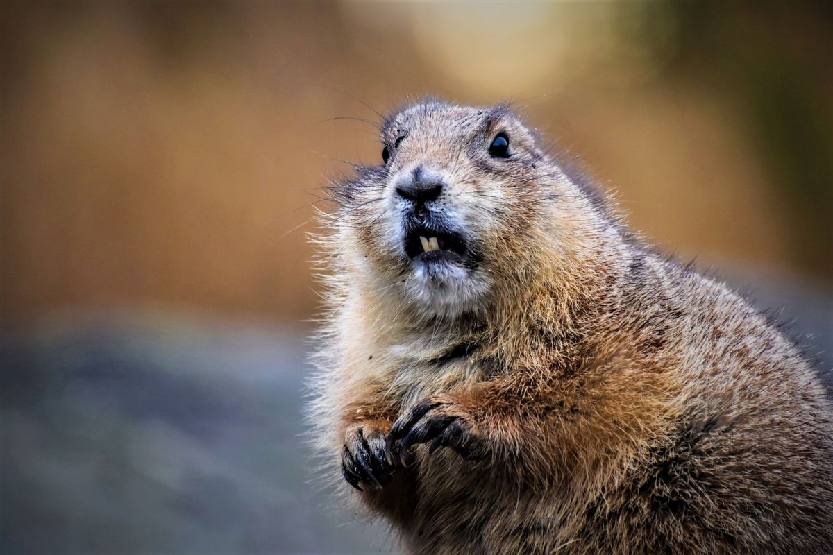 Very gnawty: Beaver takes down a corner of Canada's internet. Over in Europe meanwhile...