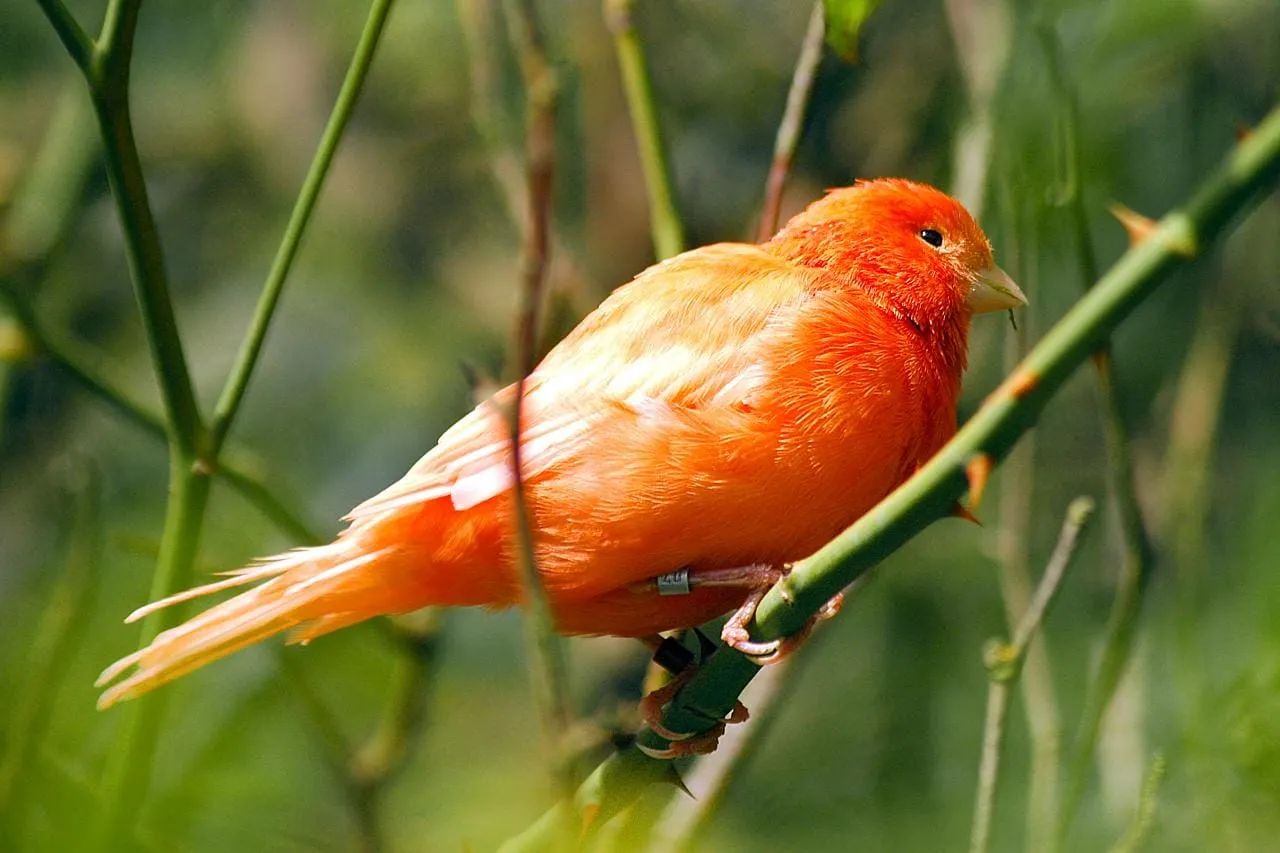 A red canary, Zscaler acquired a business of the same name