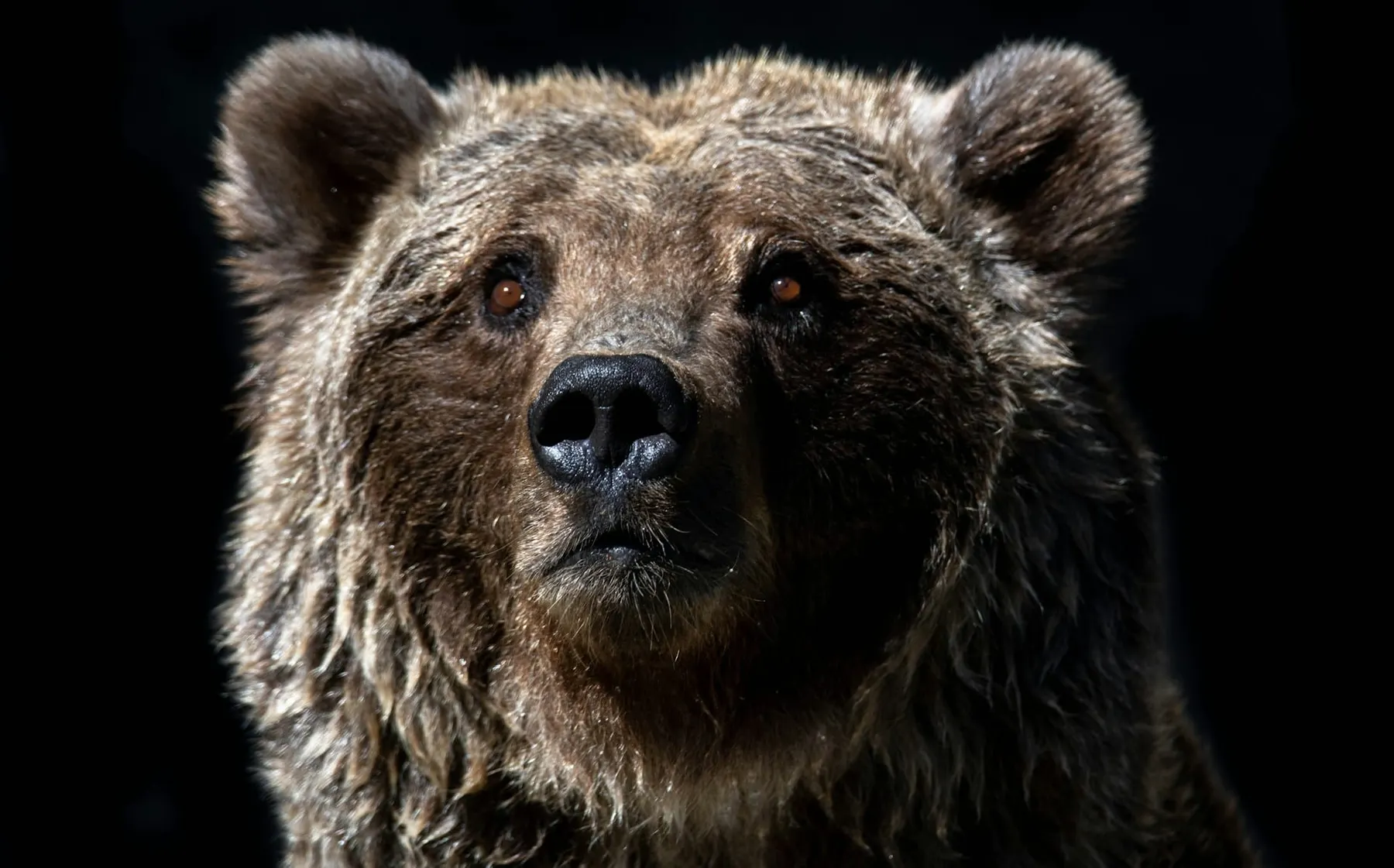 New Russian threat actor seen plundering NATO member email accounts