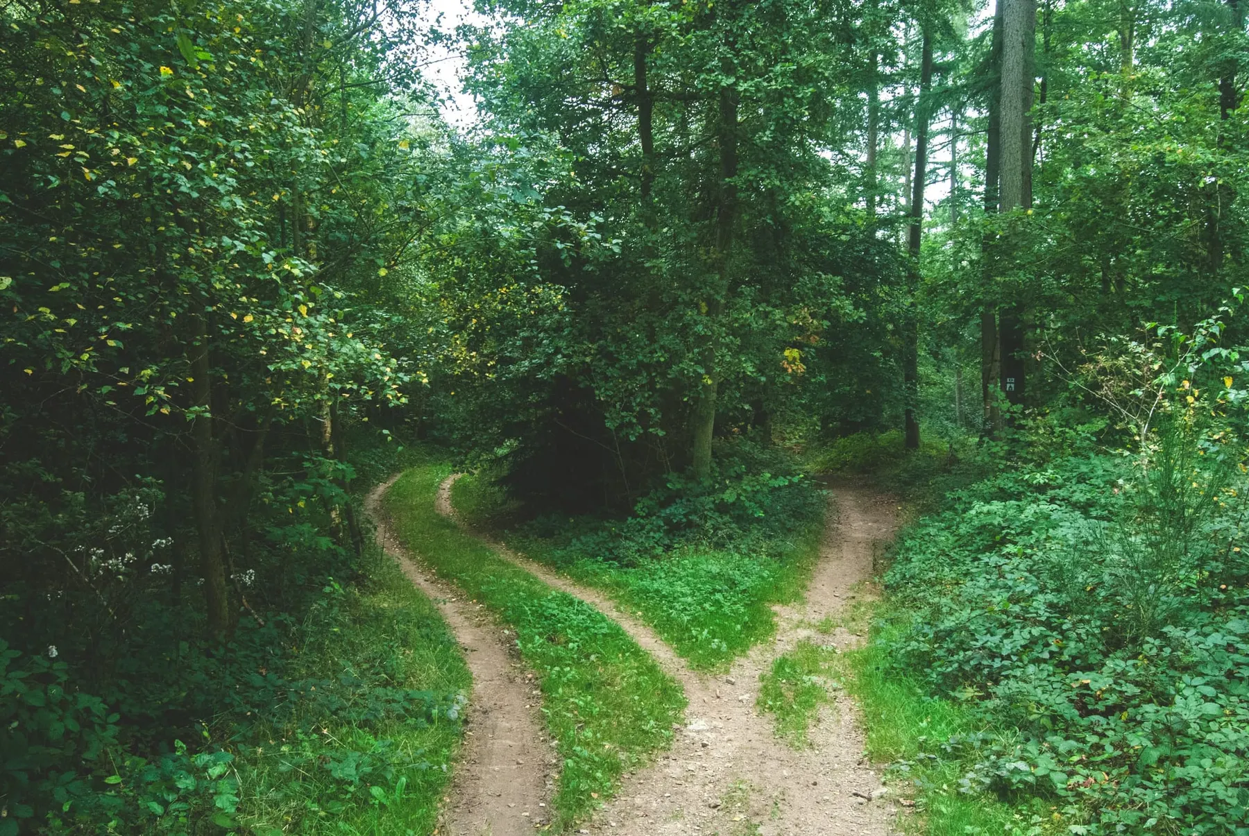 A forest with two paths ahead. The External Secrets Operator project provided an update after pausing releases