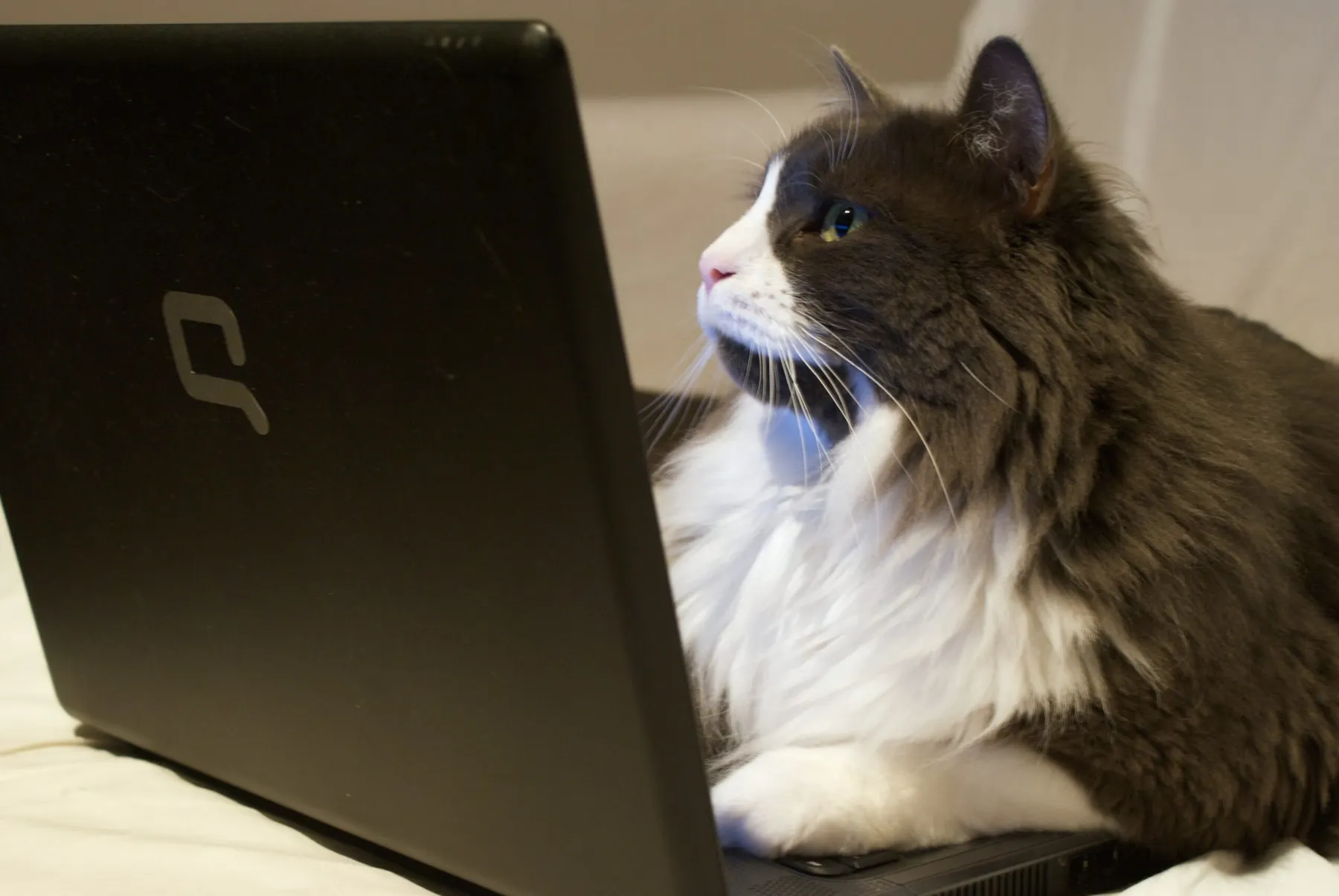 Zyxel, VMware, F5 vulnerabilities under attack: Updated CISA database