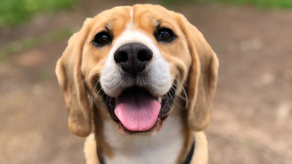 FIDO2 is touted as a security panacea: Why isn't it everywhere?