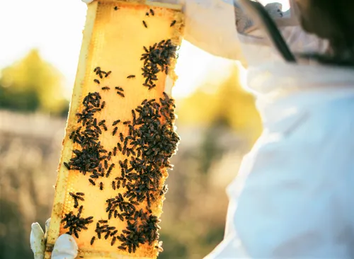NCSC honeypots