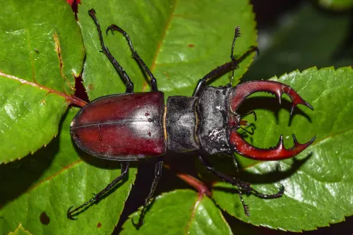 Bugs are turning into exploits faster than ever