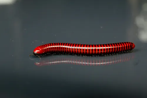 Malware that spreads via Redis now capable of deploying ransomware