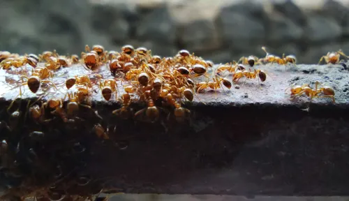 Red ants group together as they climb across a beam. The Weaver Ant group stayed in a major Asian telco company's systems for four years