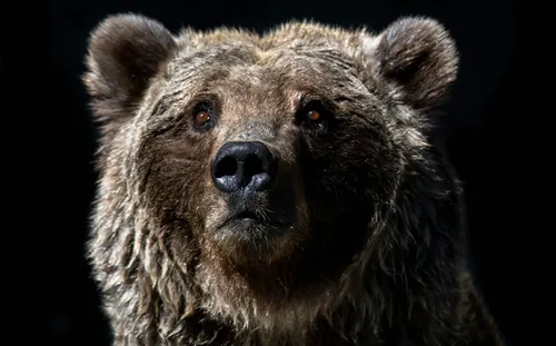 New Russian threat actor seen plundering NATO member email accounts