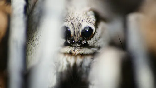 scattered spider targeting insurance companies 