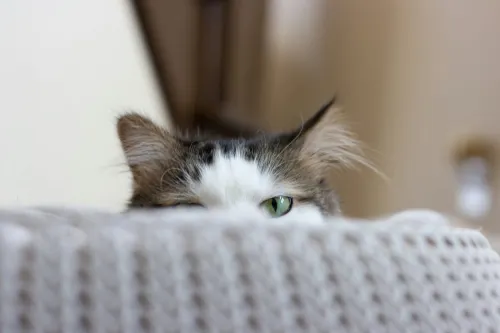 A cat's head and eyes are seen behind a blanket. France's cybersecurity agency said it had identified breaches of the French government linked to China