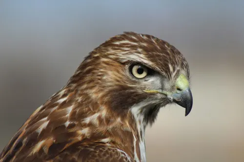 A close up of a hawk. The Met police invested another £14 million into its Hawk data centre with a six year contract extension