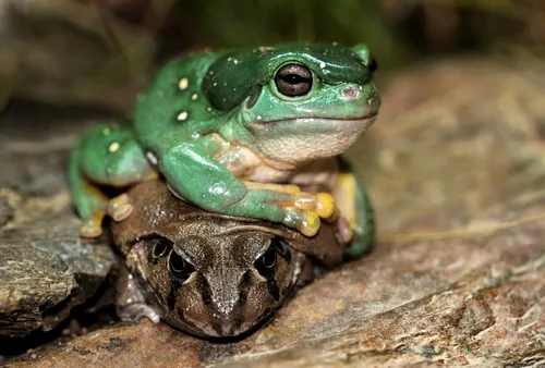HMRC skips tender to retain GitLab, JFrog for DevOps