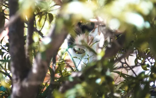 A cat's eye is seen through a bush. Russia's Secret Blizzard group has used access to local ISPs to intercept embassy device activity.