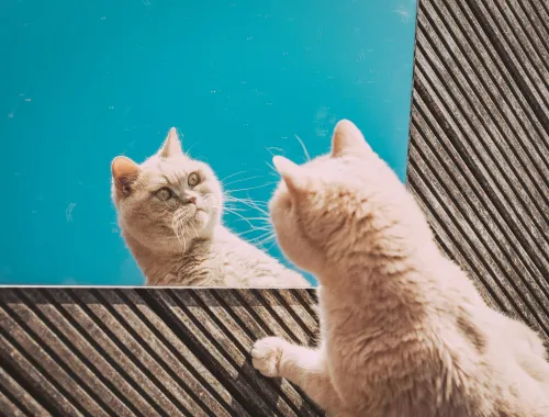 Microsoft asks Claude to keep ChatGPT honest in new Copilot feature
