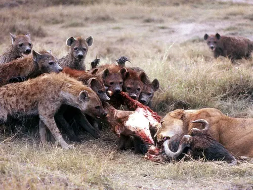 Over 10 threat groups are now feasting on your Cisco SD-WAN