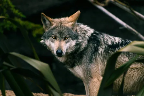 SAP buys AI workforce startup TechWolf