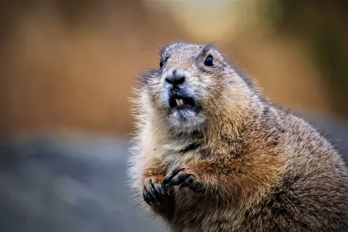 Very gnawty: Beaver takes down a corner of Canada's internet. Over in Europe meanwhile...