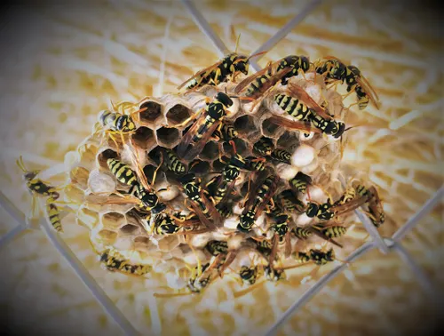 Defending against Hive ransomware: It's time to use the attackers' tools